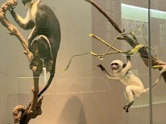 -国家自然博物馆