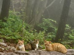 -崂山巨峰游览区