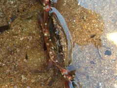 -金刚山烧烤(红旗大街店)