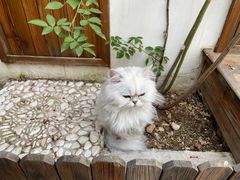 -喵屿·大理花园猫咖