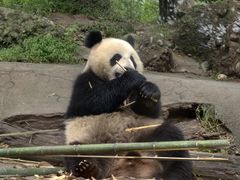 -都江堰中华大熊猫苑