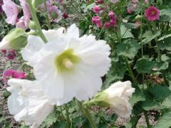 -天津东丽湖风景区