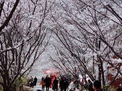 -樱花山风景区