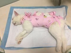 -纳吉亚猫专科动物医院博雅分院