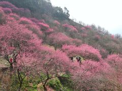 -新建村梅花