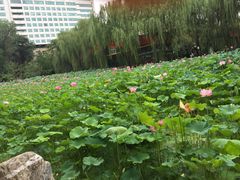 -莲湖公园