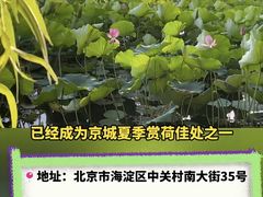 -莲花池公园