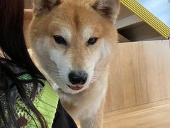 -是阿柴呀！柴犬咖啡·爱喵喵猫咖