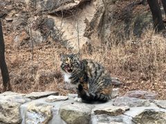 -北京西山国家森林公园