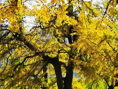 -千年银杏谷文化旅游区