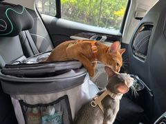 -欣宠猫屋·矮脚拿破仑·蓝金金渐层