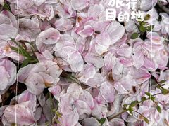 -天王浮山樱花园