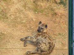 -泉州海丝野生动物世界