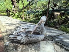 -吉隆坡雀鸟公园