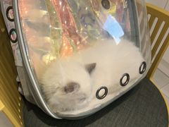 -关爱宠物医院·猫科中心·消化科(滨湖万达分院)