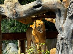 -海南热带野生动植物园