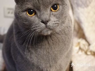 肥的流油、活波可爱的小猫咪！
