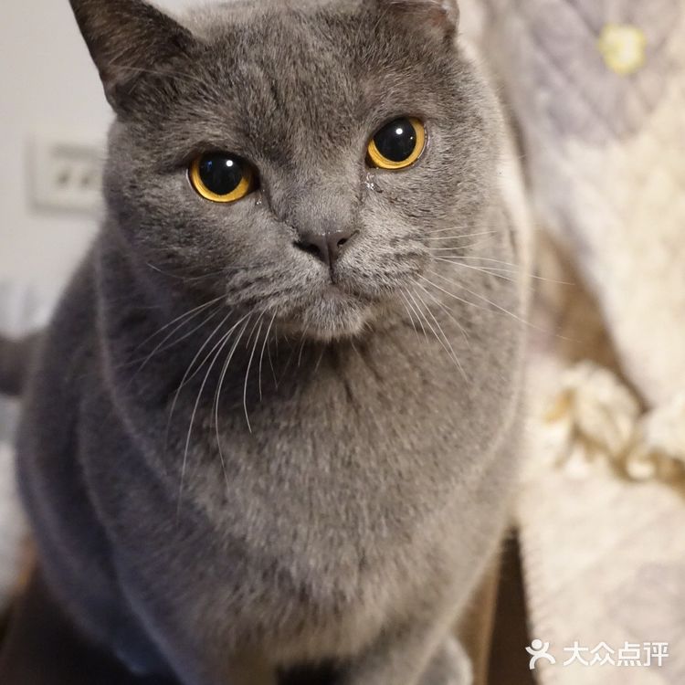 肥的流油、活波可爱的小猫咪!