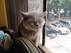 -more than meow吴止猫主题餐厅(承德 中船汇店)