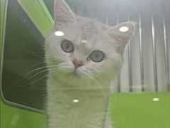 -唐小姐の私宠·宠物洗护美容·撸猫馆·购宠(周浦万达旗舰店)