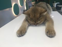 -飞行喵MR PILOT|猫舍·猫咖(静安大融城店)