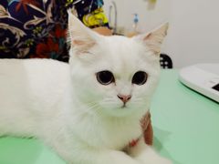 -艾贝尔宠物医院·24H转诊中心·肿瘤猫专科(江宁双龙店)
