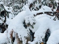 -武陵山森林公园