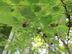 -八大山人梅湖景区