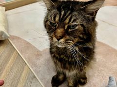 -酷豆宠物咖啡·宠物美食·撸猫馆