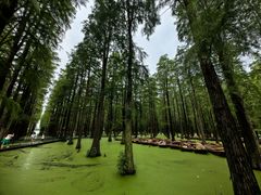 -渌洋湖湿地公园