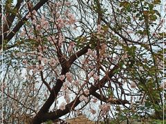 -北京大学燕东园