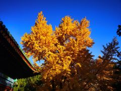 -香山公园