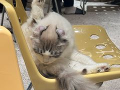 -有喵·猫咖·狗咖·30几只猫10只小狗(岗厦店)