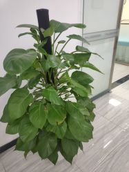 -悟空祛痘·亚健康皮肤管理中心