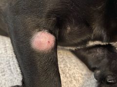 -爱侣宠医·鹦鹉专科·小型哺乳类·异宠专科(灵石路店)