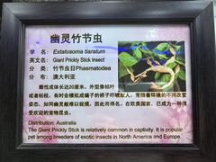 -上海大自然野生昆虫馆(东方明珠·爬宠昆虫探索中心)