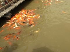 -大湾区中央湿地公园