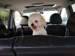 -美联众合宠物医院·爱萌分院·内外科·猫科中心