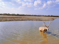 -宁波杭州湾国家湿地公园