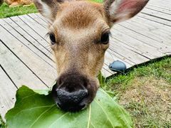 -北京鹿世界主题园