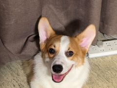 -全心全意动物诊疗中心医院(北苑店)