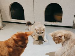 -琪喵猫屋·撸猫猫咖·猫舍