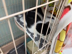 -嘉馨宠物医院·CT影像转诊·心脏科·犬猫全科诊疗中心(下沙大学城院区)