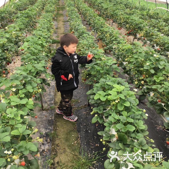 青浦采草莓天天草莓园图片-北京采摘/农家乐-大众点评网