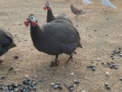 -祥源·阜阳生态乐园