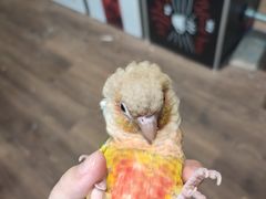 -吉丁鸟咖·异宠·寄养