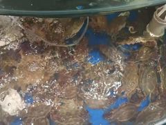 -蓝珊甄选海鲜自助·火锅大排档(近阿那亚店)