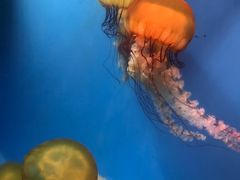 -泉城欧乐堡海洋极地世界