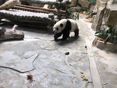 -灵玲国际马戏城