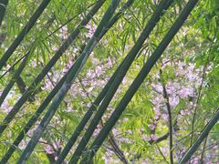 -红山村